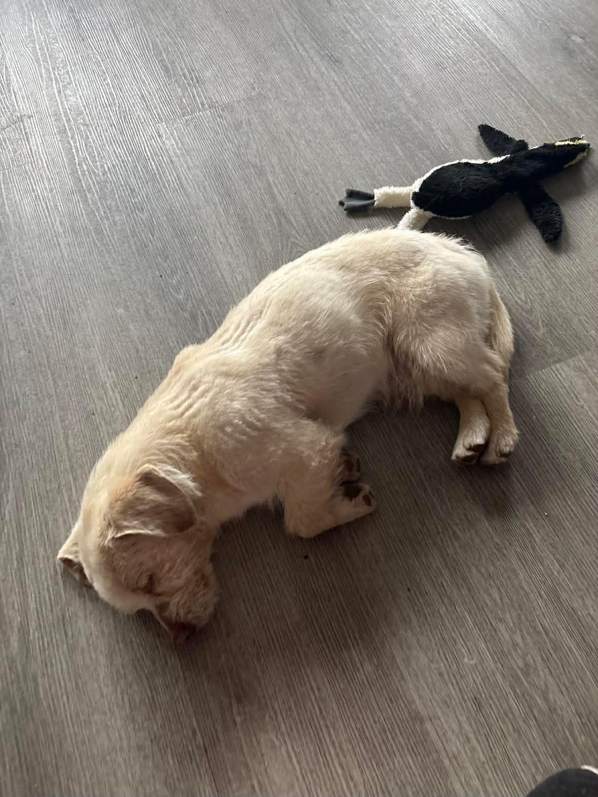 Enlarge Nugget, an adopted mixed breed in Bonney Lake, WA image 2/2