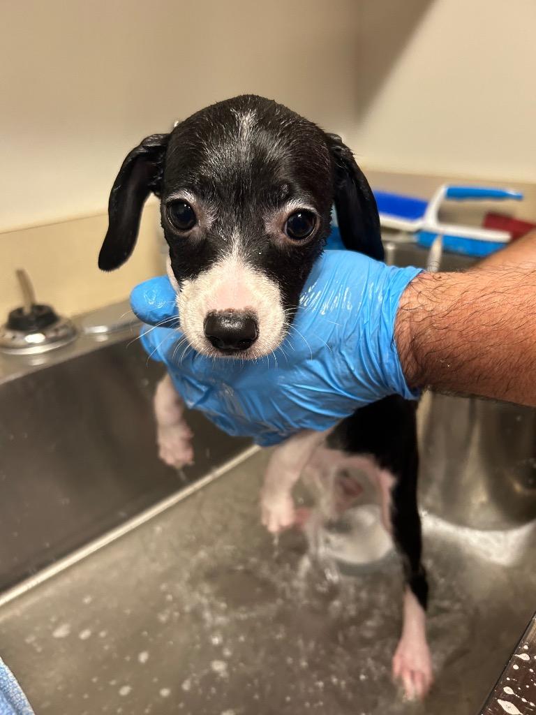 Wanda, Adoptable, Puppy Female Pit Bull Terrier & Chihuahua.