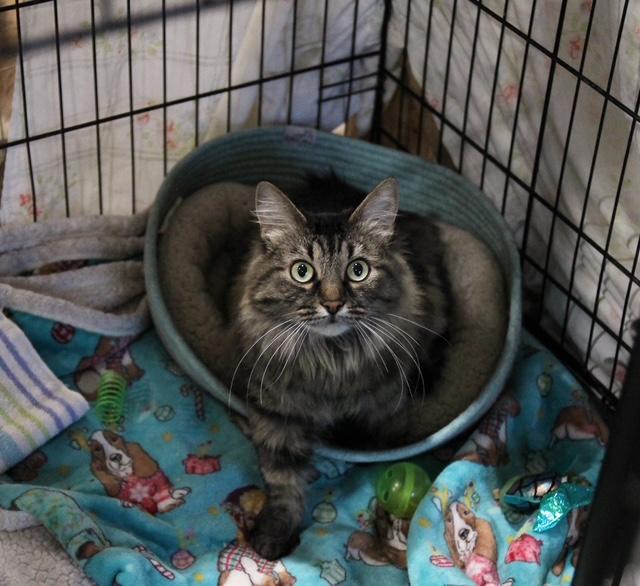 Enlarge Sweetie, a Adoptable Domestic Long Hair in Harrisville, UT image 1/1