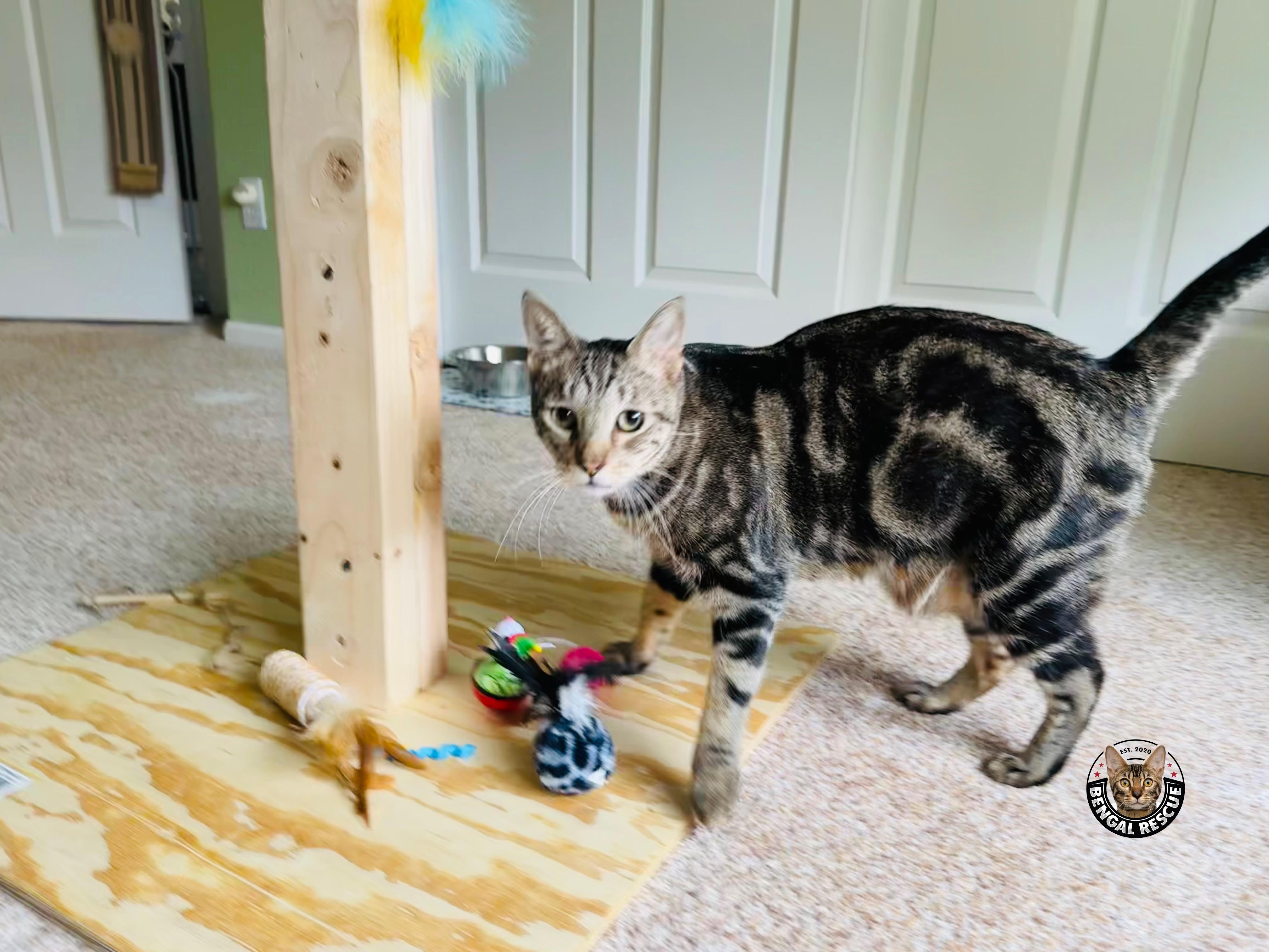 Enlarge Mogley, a Adoptable Bengal in Loveland, CO image 1/5