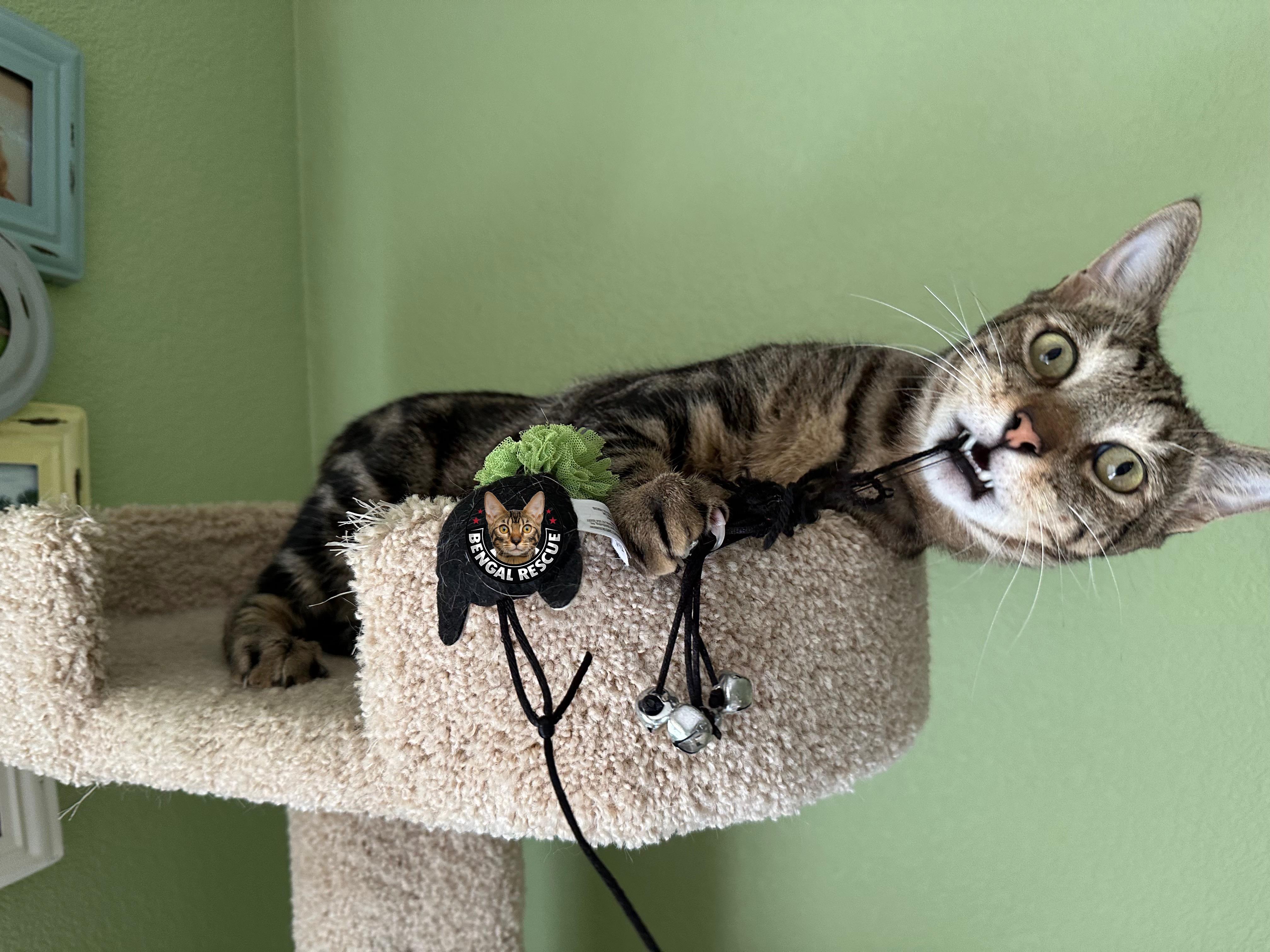 Mogley, Adoptable, Adult Male Bengal.