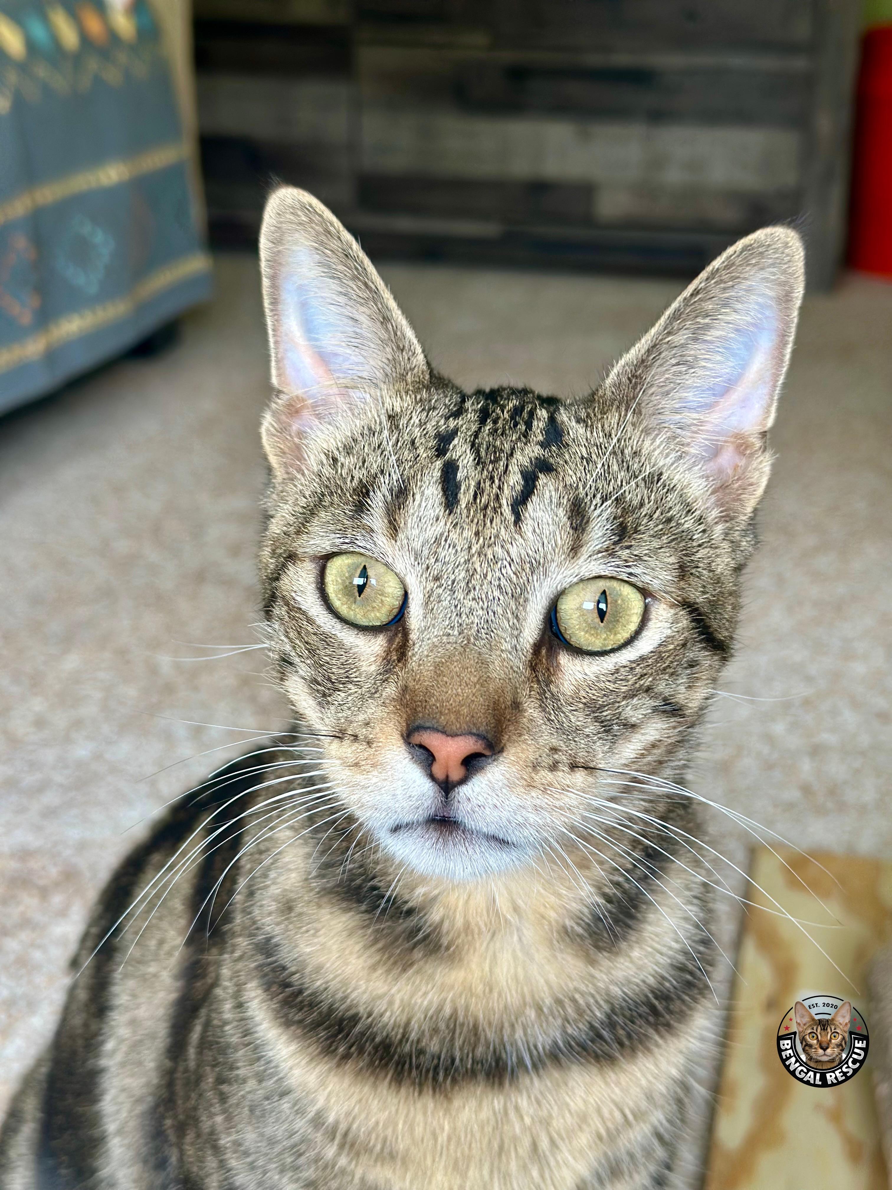 Enlarge Mogley, a Adoptable Bengal in Loveland, CO image 3/5