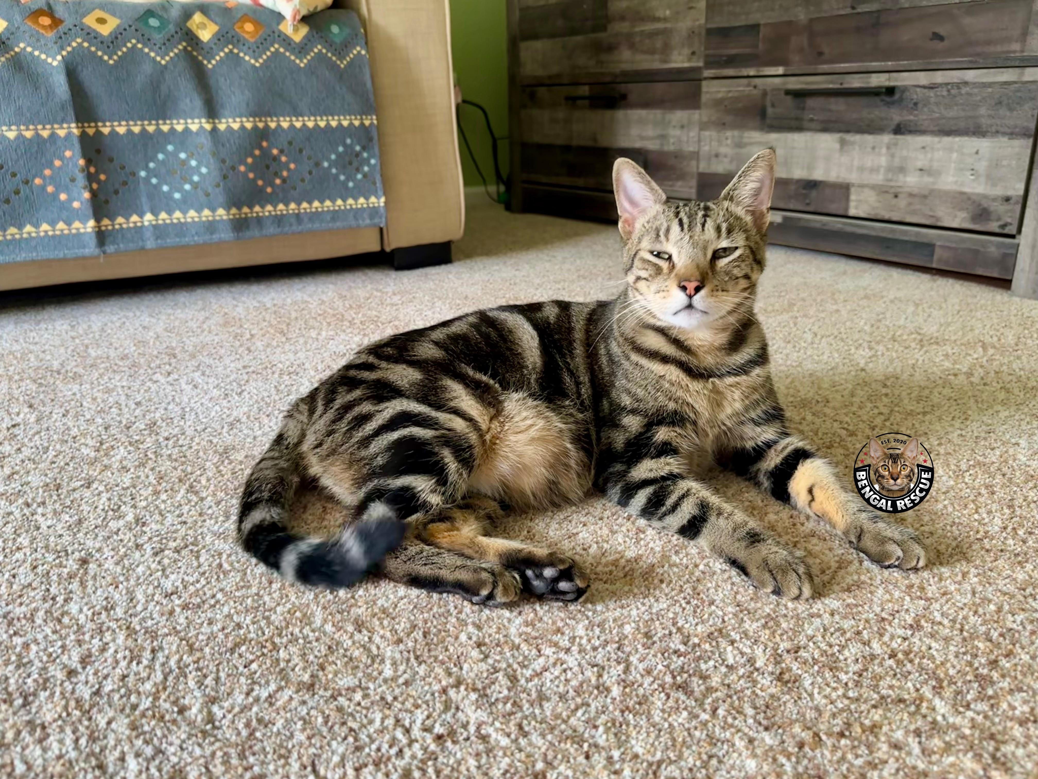 Enlarge Mogley, a Adoptable Bengal in Loveland, CO image 4/5