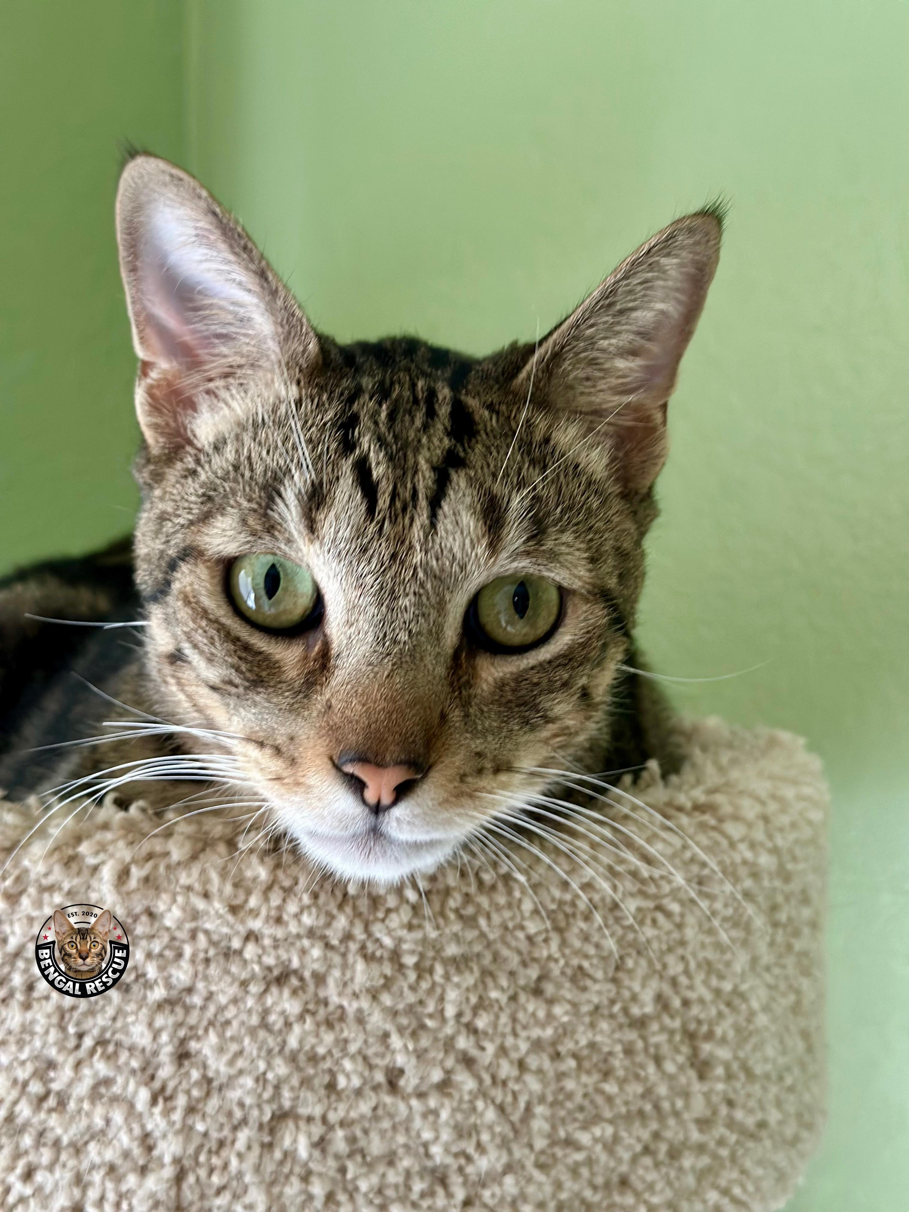Enlarge Mogley, a Adoptable Bengal in Loveland, CO image 5/5