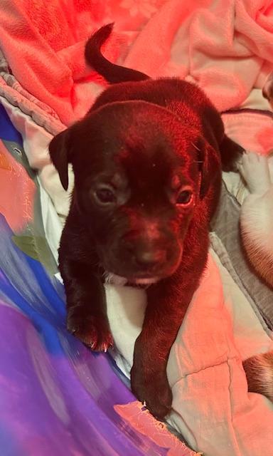 Puppy Comet  -  Las Vegas, Adoptable, Puppy Male Dachshund & Chihuahua.