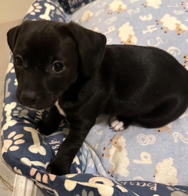 Enlarge DRUT UTAH Comet   Salt Lake City, Utah, a Adopted mixed breed in Los Angeles, CA image 3/3