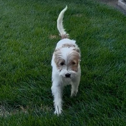 Monte, a ADOPTABLE mixed breed in modesto, CA image 3/5