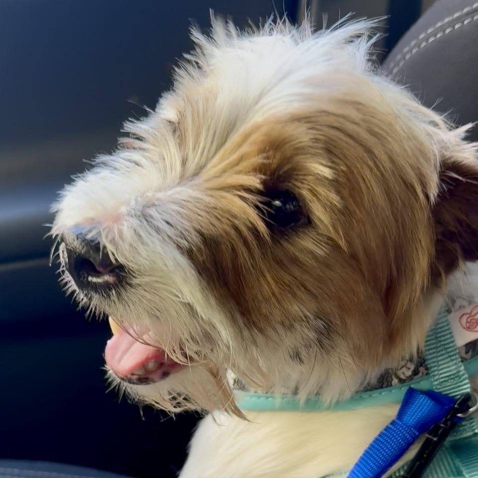 Monte, ADOPTABLE, Young Male Jack Russell Terrier & Wirehaired Terrier.
