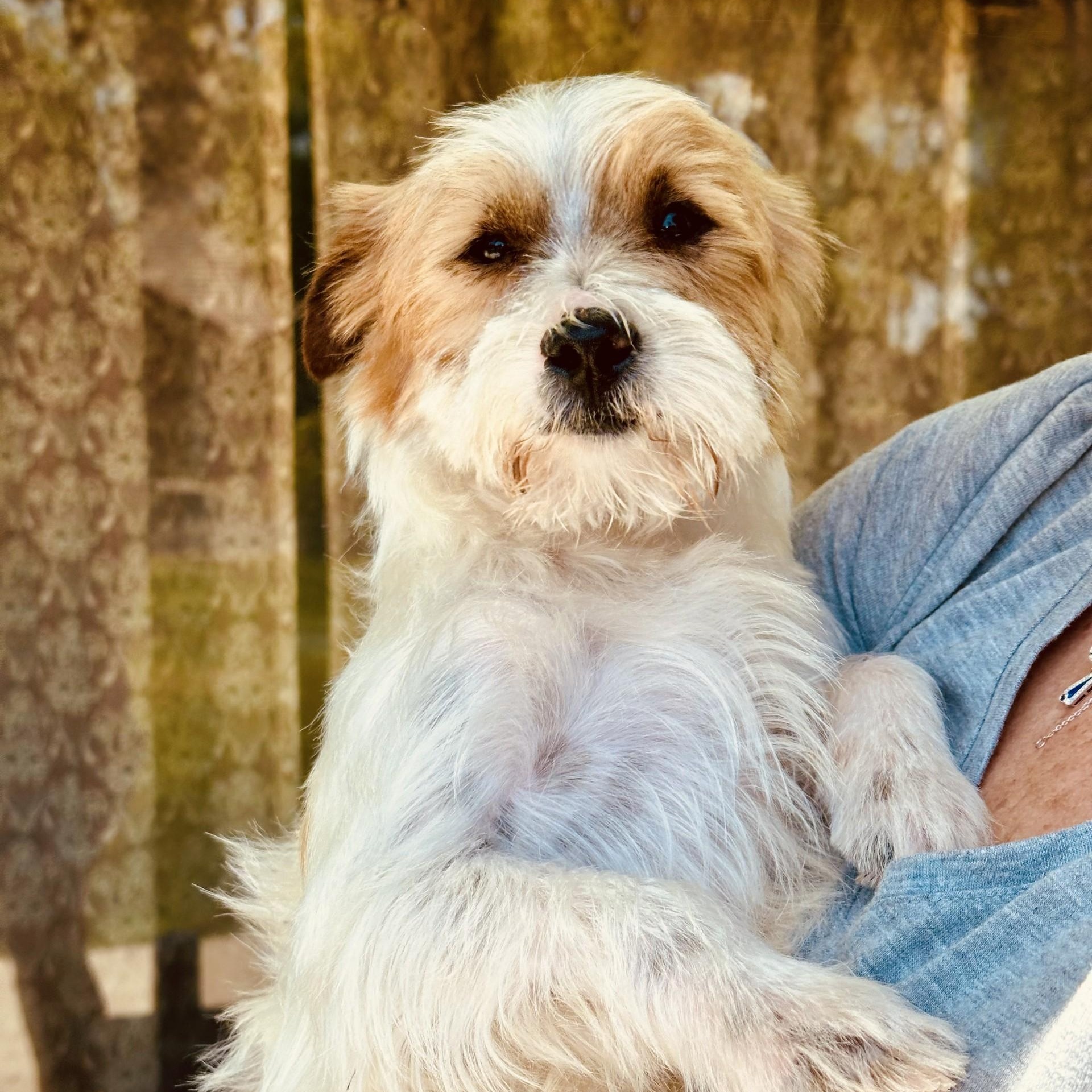 Monte, a ADOPTABLE mixed breed in modesto, CA image 5/6