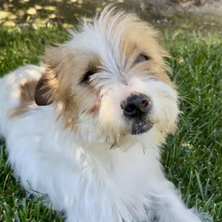 Monte, a ADOPTABLE mixed breed in modesto, CA image 5/5