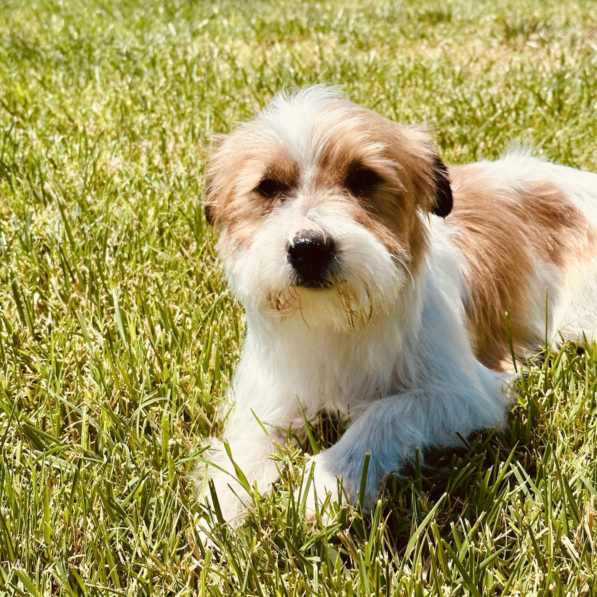 Monte, a ADOPTABLE mixed breed in modesto, CA image 1/6