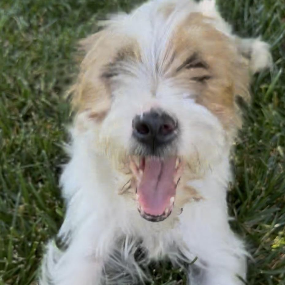 Monte, a ADOPTABLE mixed breed in modesto, CA image 2/5