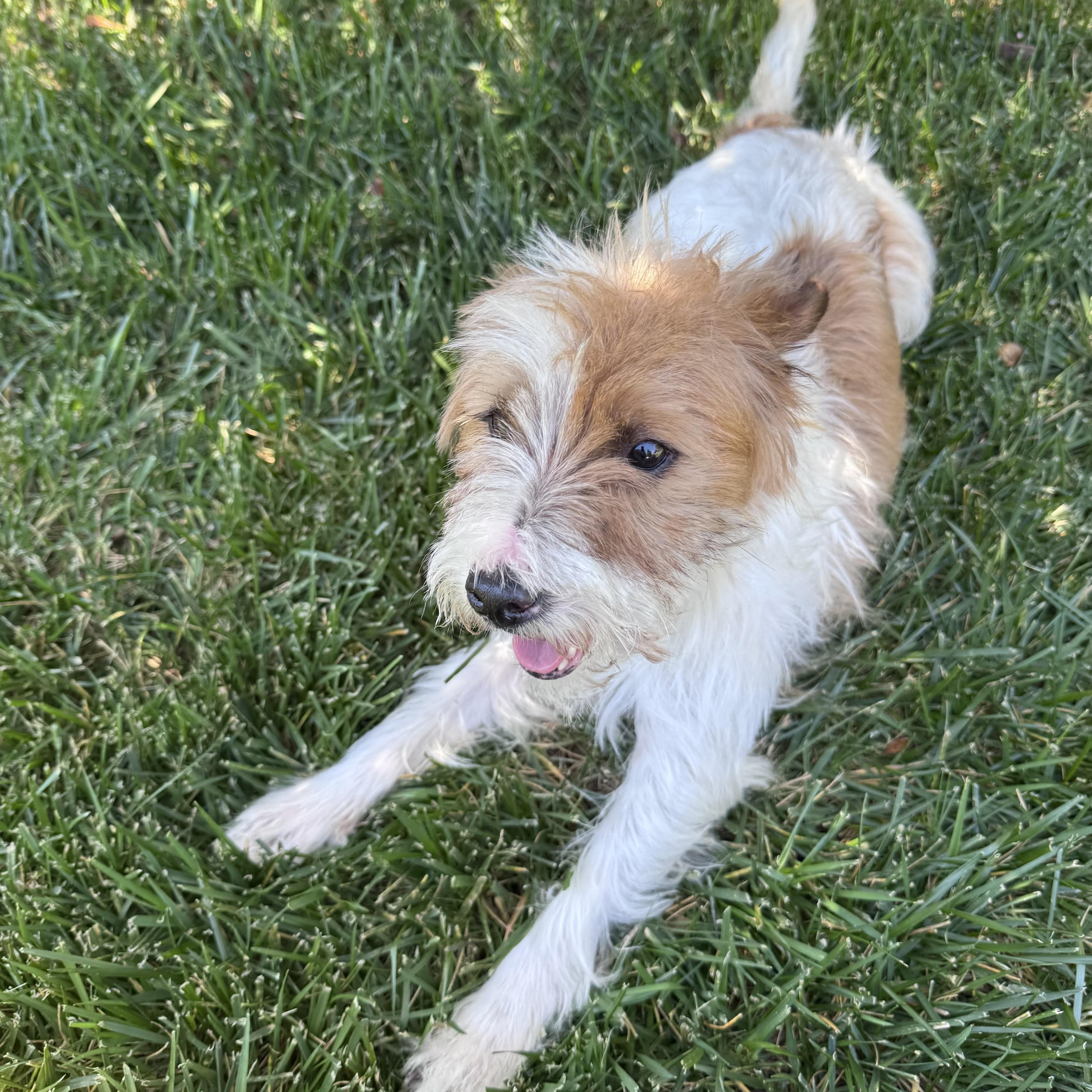 Monte, a ADOPTABLE mixed breed in modesto, CA image 4/5