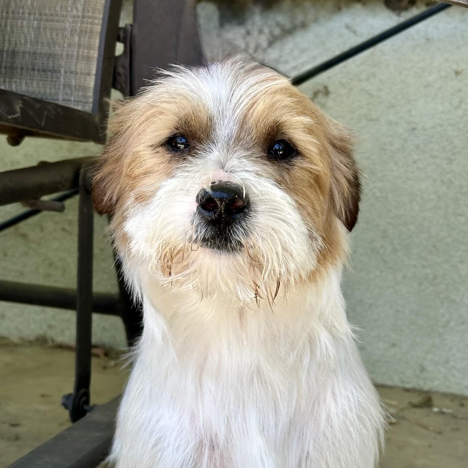 Monte, a ADOPTABLE mixed breed in modesto, CA image 6/6