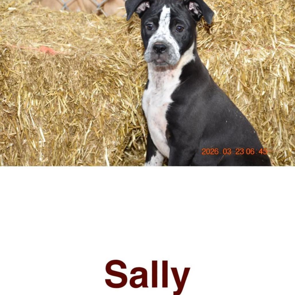 Sally(Cars Litter), Adoptable, Puppy Female Cattle Dog & Retriever.