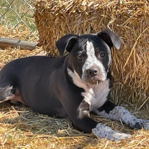 Sally(Cars Litter), a Adoptable mixed breed in Lenoir, NC image 2/6
