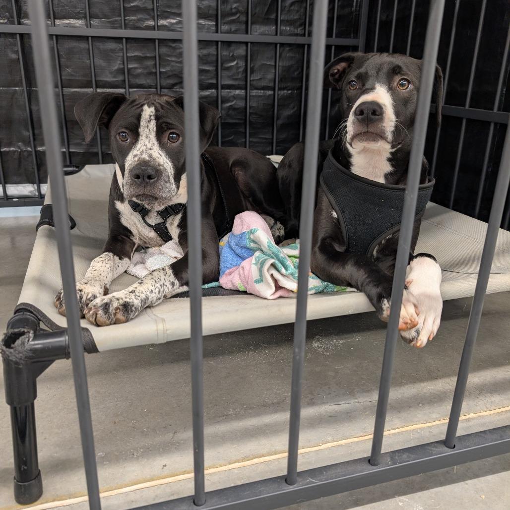 Enlarge Sally & Mater, a Adoptable mixed breed in Lenoir, NC image 2/6