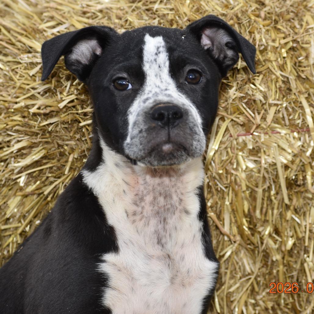 Sally(Cars Litter), Adoptable, Puppy Female Cattle Dog & Retriever.