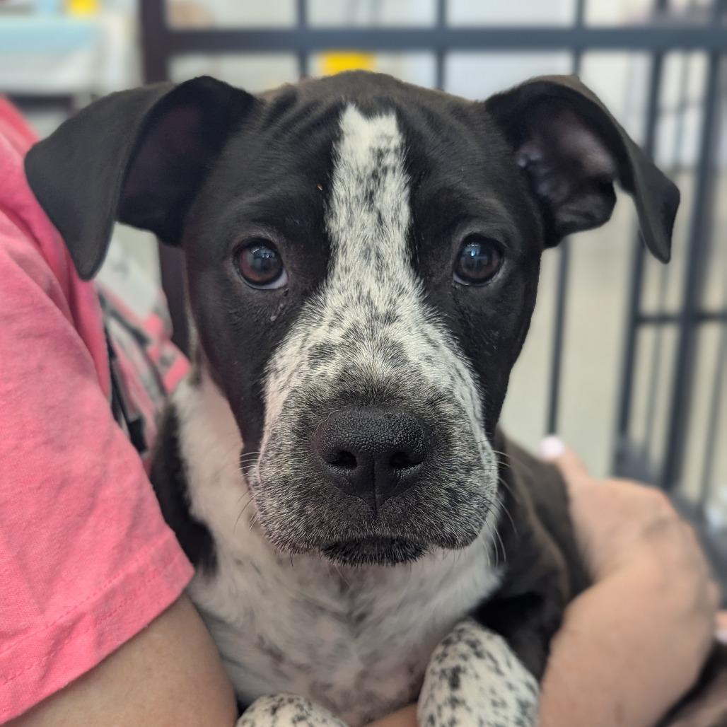 Enlarge Sally(Cars Litter), a Adoptable mixed breed in Lenoir, NC image 5/6