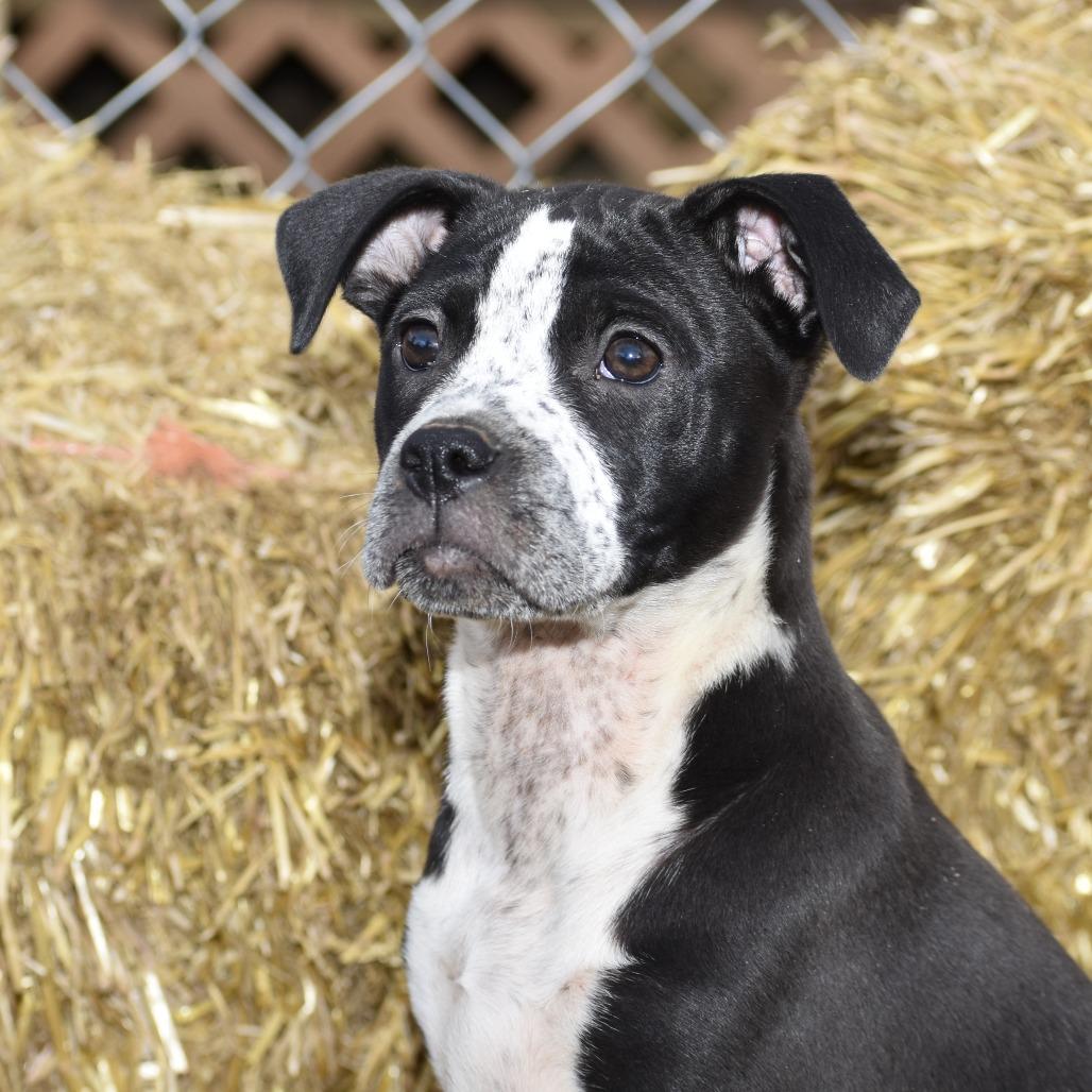 Sally(Cars Litter), a Adoptable mixed breed in Lenoir, NC image 5/6