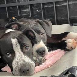 Enlarge Sally & Mater, a Adoptable mixed breed in Lenoir, NC image 3/6
