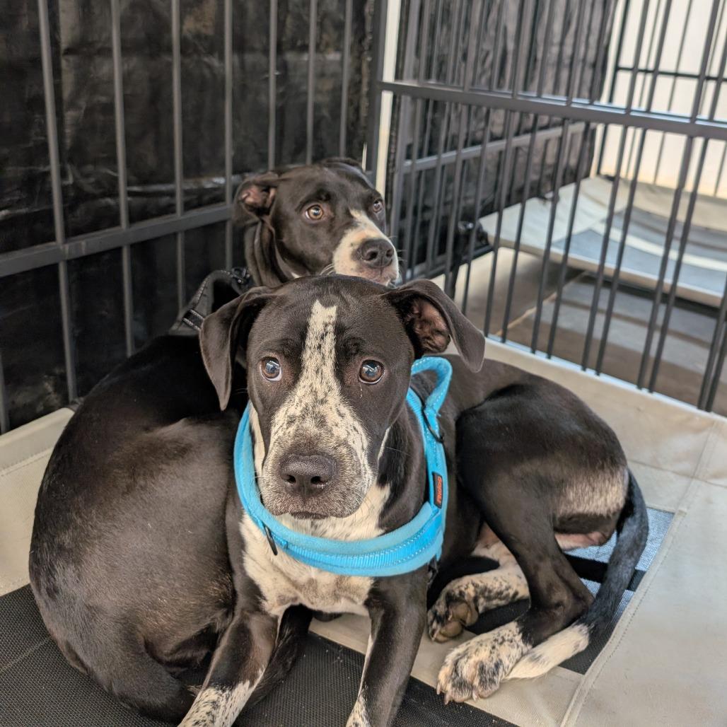 Enlarge Sally & Mater, a Adoptable mixed breed in Lenoir, NC image 3/6