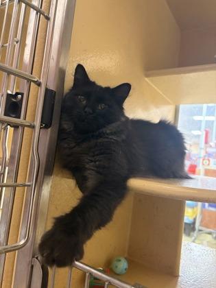 Noir, Adoptable, Kitten Female Domestic Medium Hair & Domestic Short Hair.