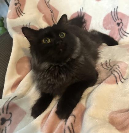 Enlarge Noir, a Adoptable mixed breed in Wilkesboro, NC image 2/3