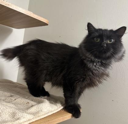 Enlarge Noir, a Adoptable mixed breed in Wilkesboro, NC image 3/3