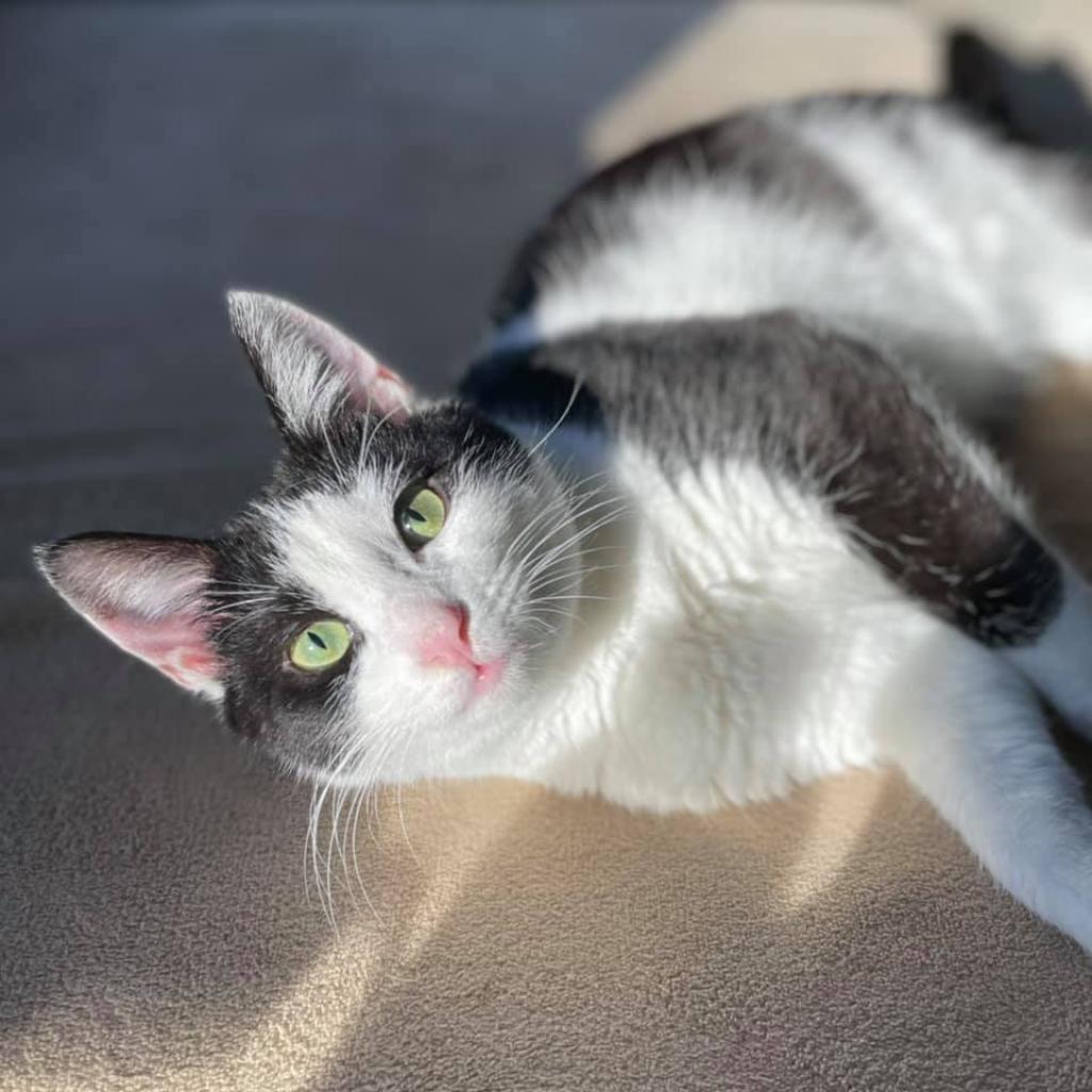 Cookie — thumbnail 3