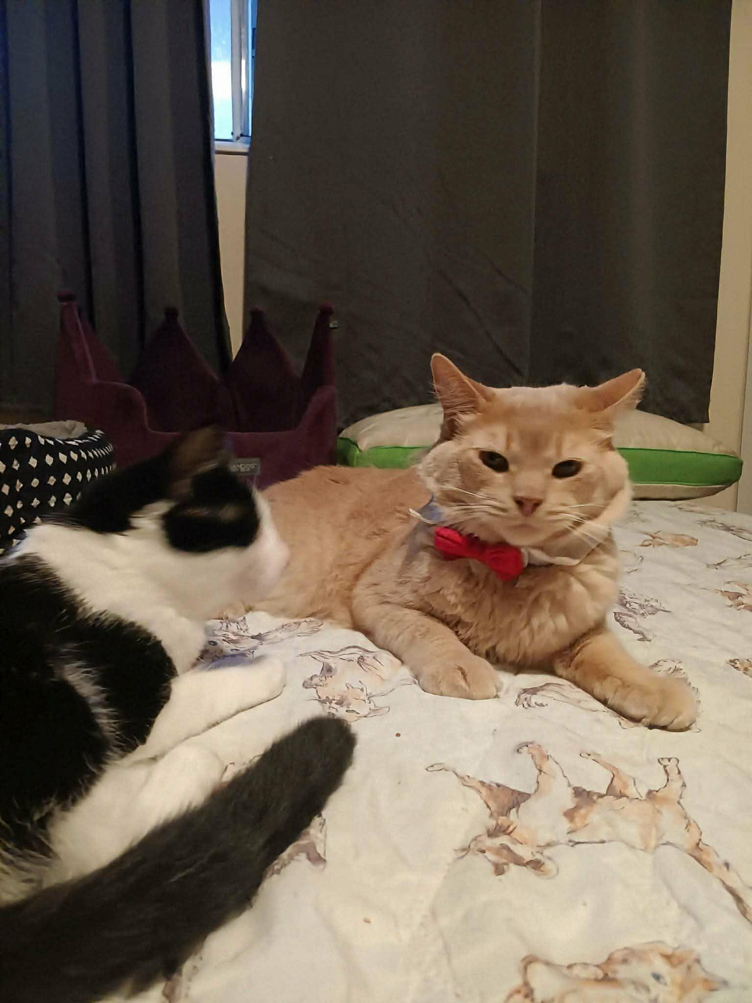 Enlarge Emmett, a ADOPTABLE Domestic Medium Hair in Ocala, FL image 2/6