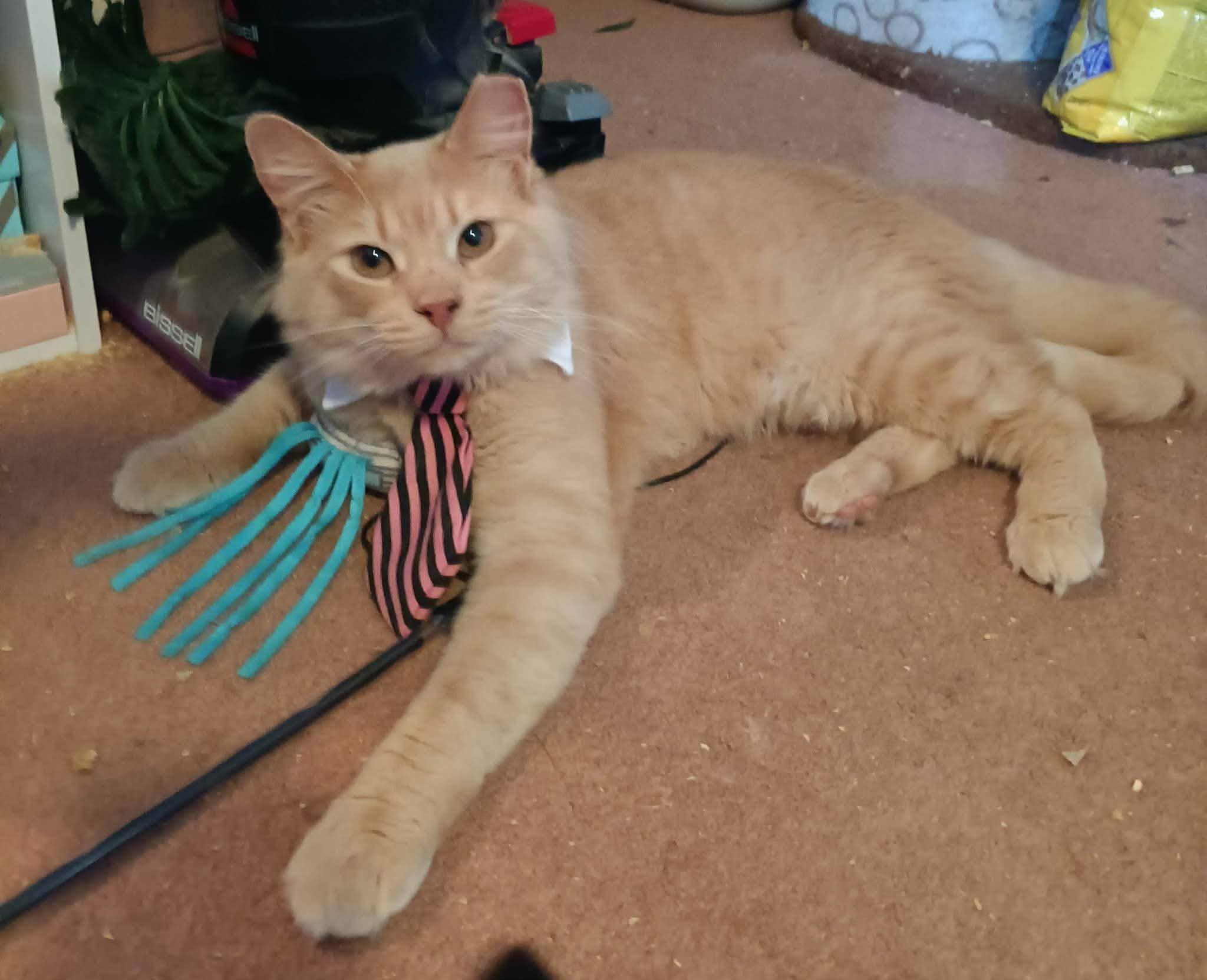 Enlarge Emmett, a ADOPTABLE Domestic Medium Hair in Ocala, FL image 1/6