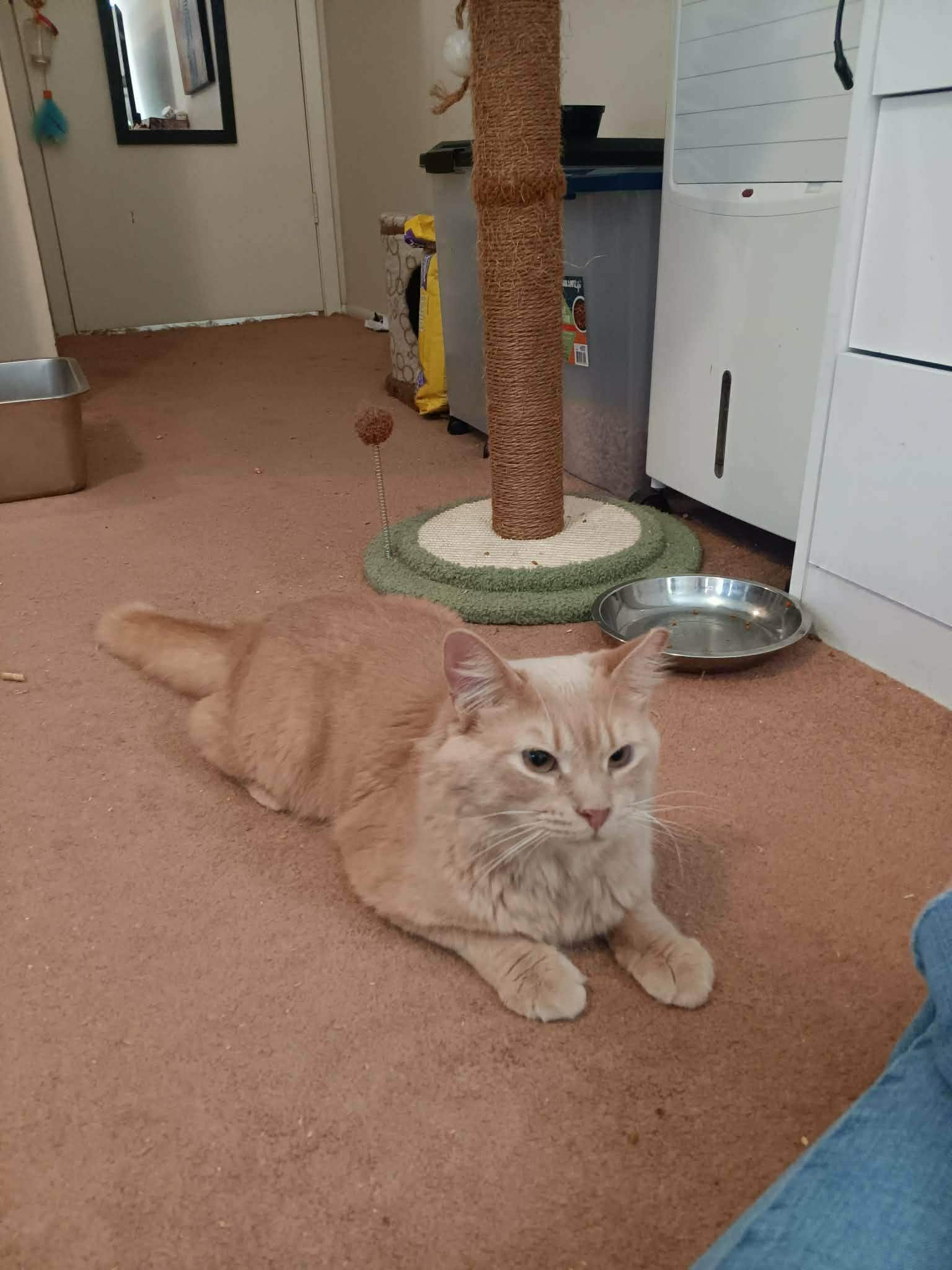 Enlarge Emmett, a ADOPTABLE Domestic Medium Hair in Ocala, FL image 6/6