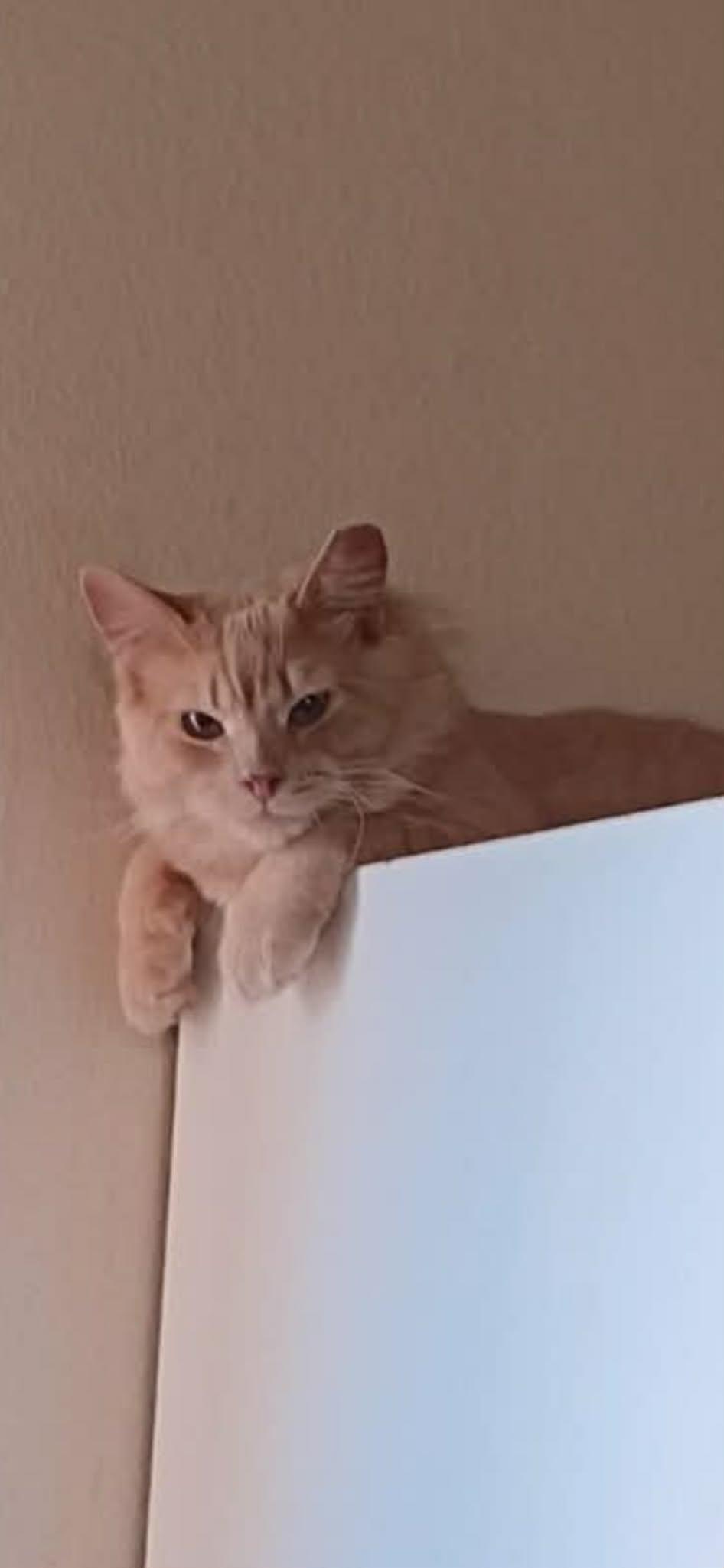 Enlarge Emmett, a ADOPTABLE Domestic Medium Hair in Ocala, FL image 5/6