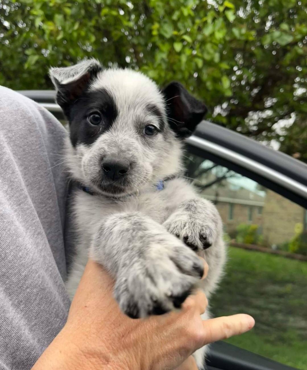 Enlarge Sage, a Adopted Cattle Dog in North Haverhill, NH image 5/5