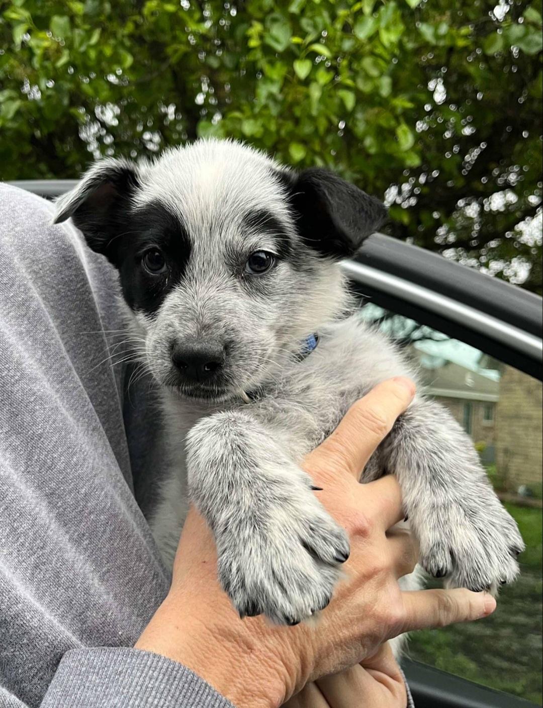 Sage, Adopted, Puppy Female Cattle Dog.