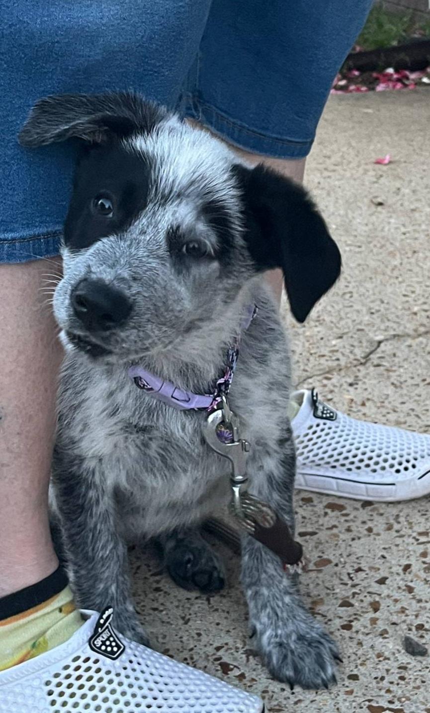 Enlarge Sage, a Adopted Cattle Dog in North Haverhill, NH image 2/5