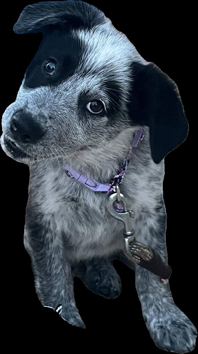 Enlarge Sage, a Adopted Cattle Dog in North Haverhill, NH image 4/5