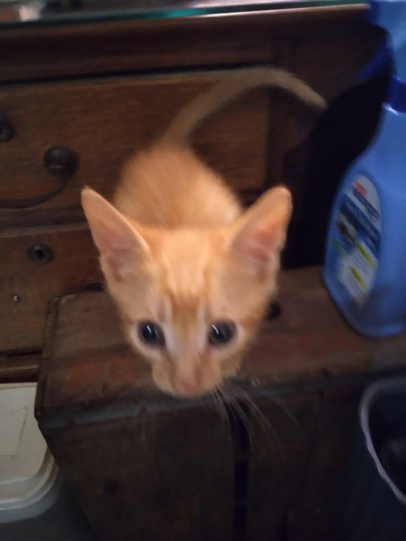Otto, Adopted, Kitten Male Domestic Short Hair.