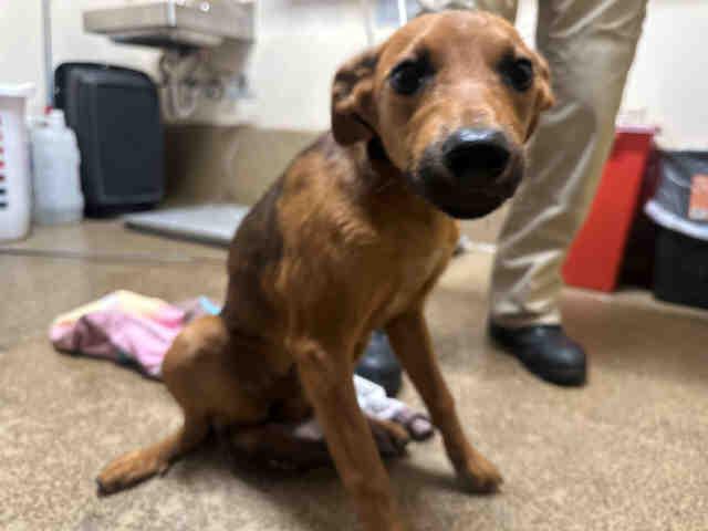 Enlarge A1946540, a Adoptable Terrier in Bonita, CA image 1/1