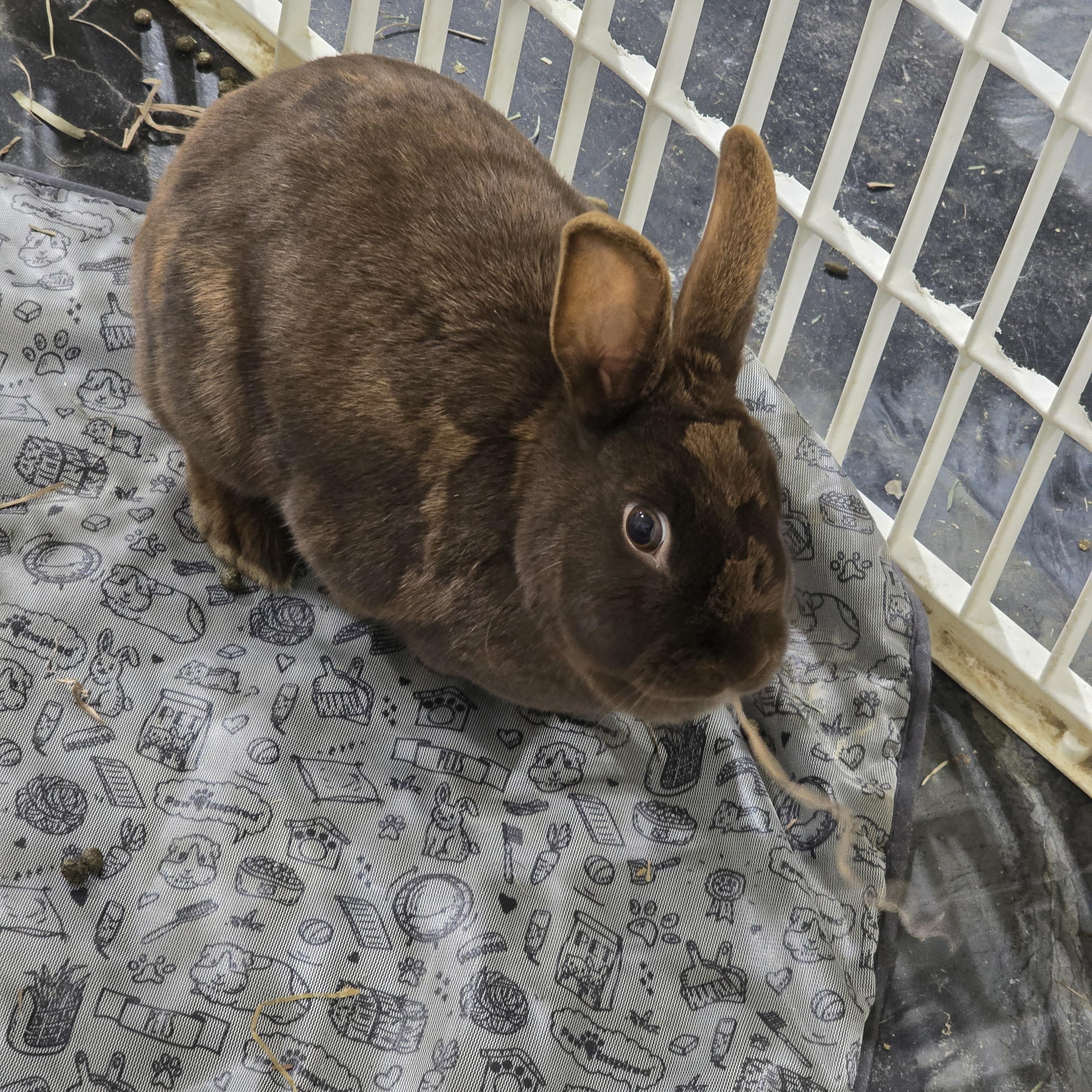 Walnut, ADOPTABLE, Young Female Rex.