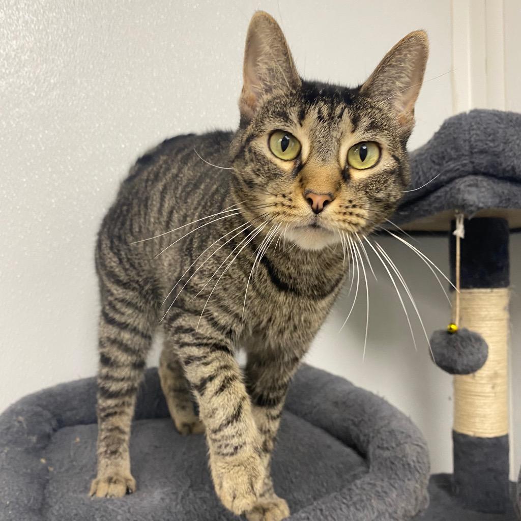 Sequoia, Adoptable, Young Female Domestic Short Hair.