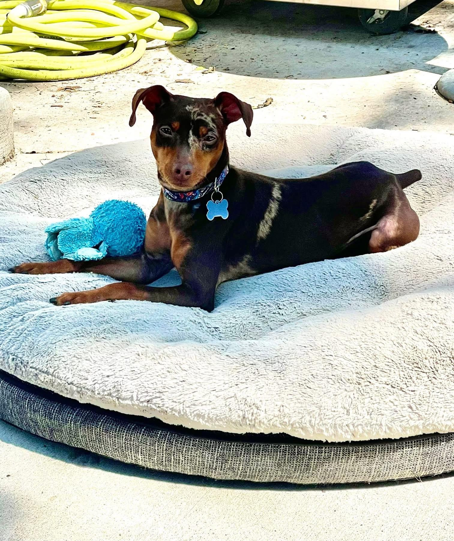 Goose, an adopted Miniature Pinscher in Grosse Pointe Park, MI image 5/5