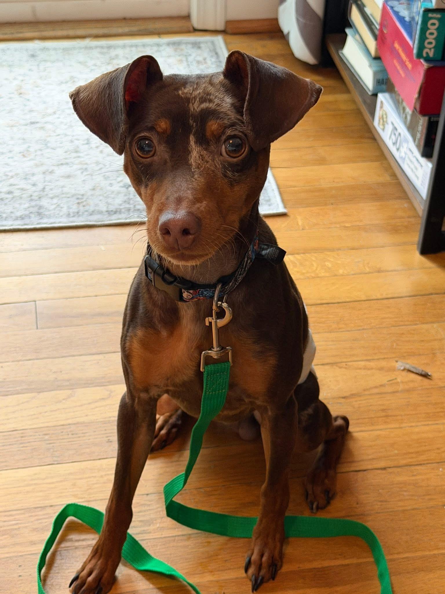 Goose, an adopted Miniature Pinscher in Grosse Pointe Park, MI image 2/5