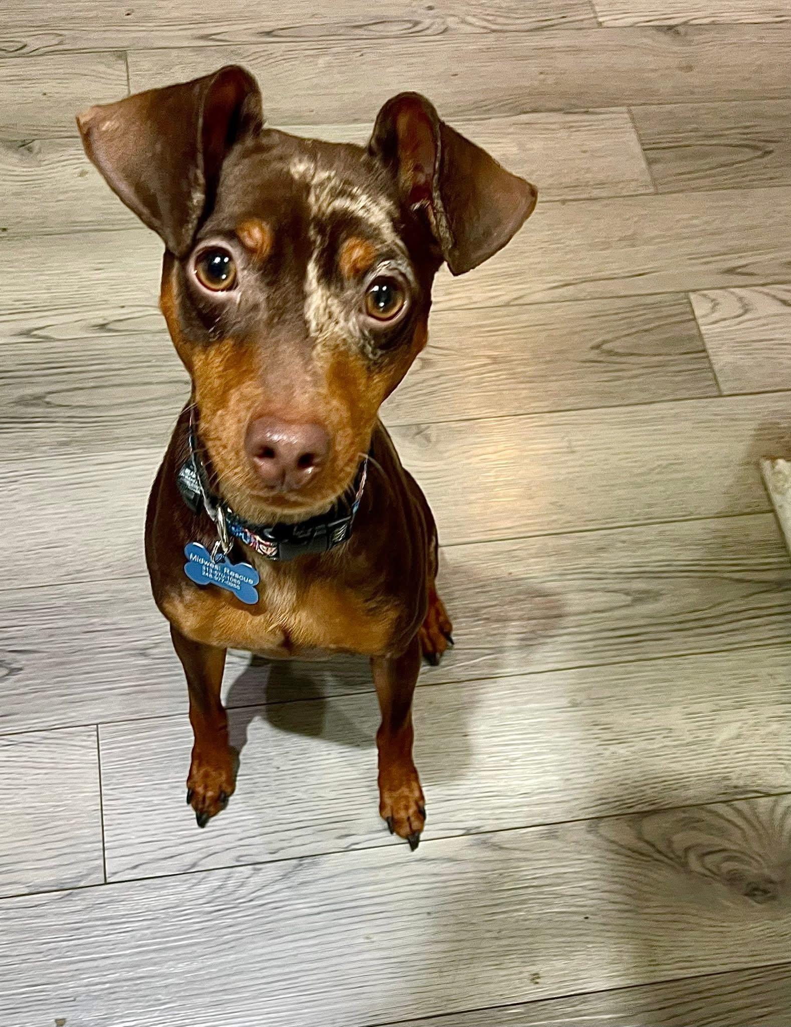 Goose, an adopted Miniature Pinscher in Grosse Pointe Park, MI image 1/5