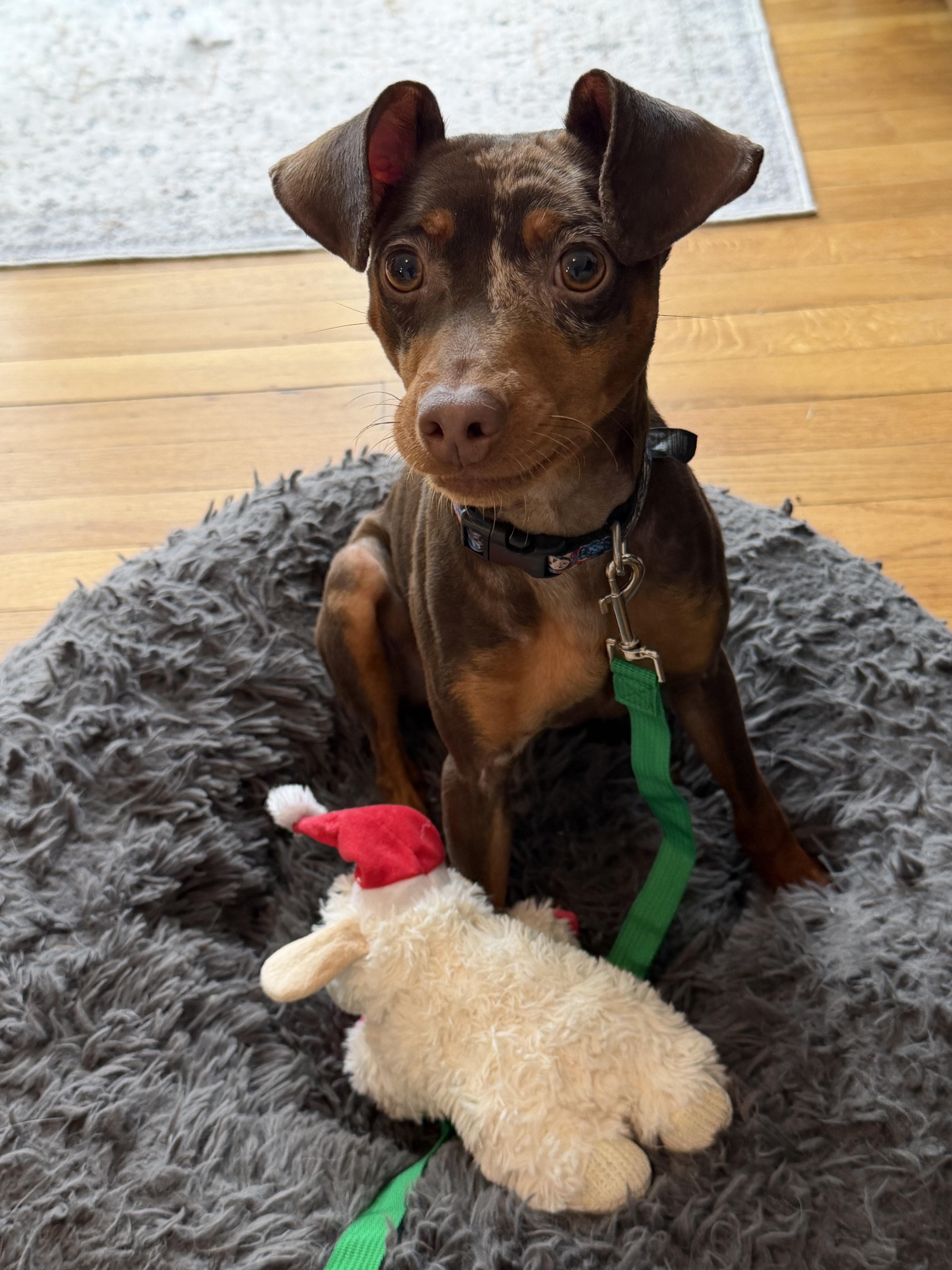 Goose, an adopted Miniature Pinscher in Grosse Pointe Park, MI image 3/5
