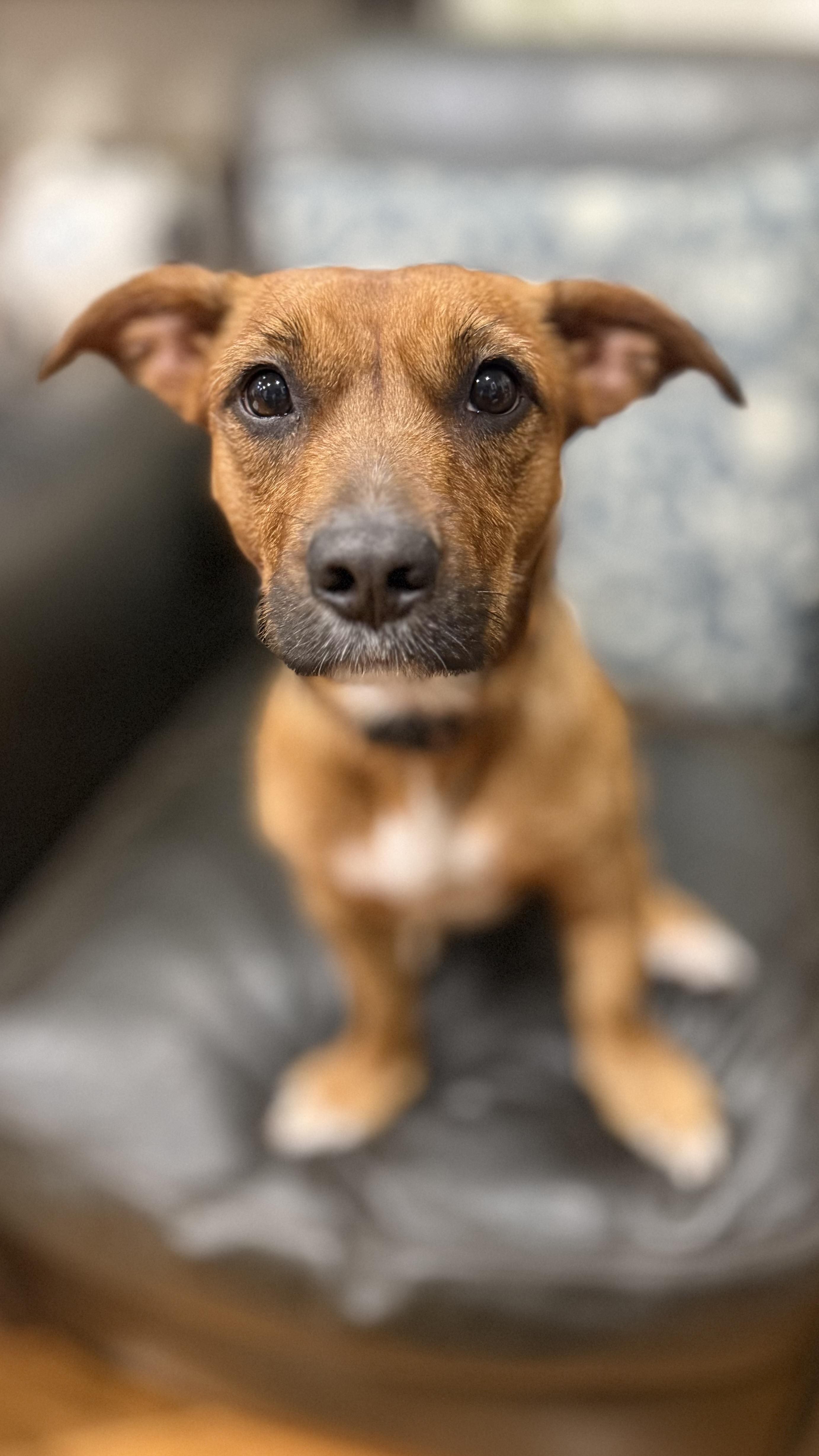 Big Red, Adopted, Young Female Dachshund & Terrier.