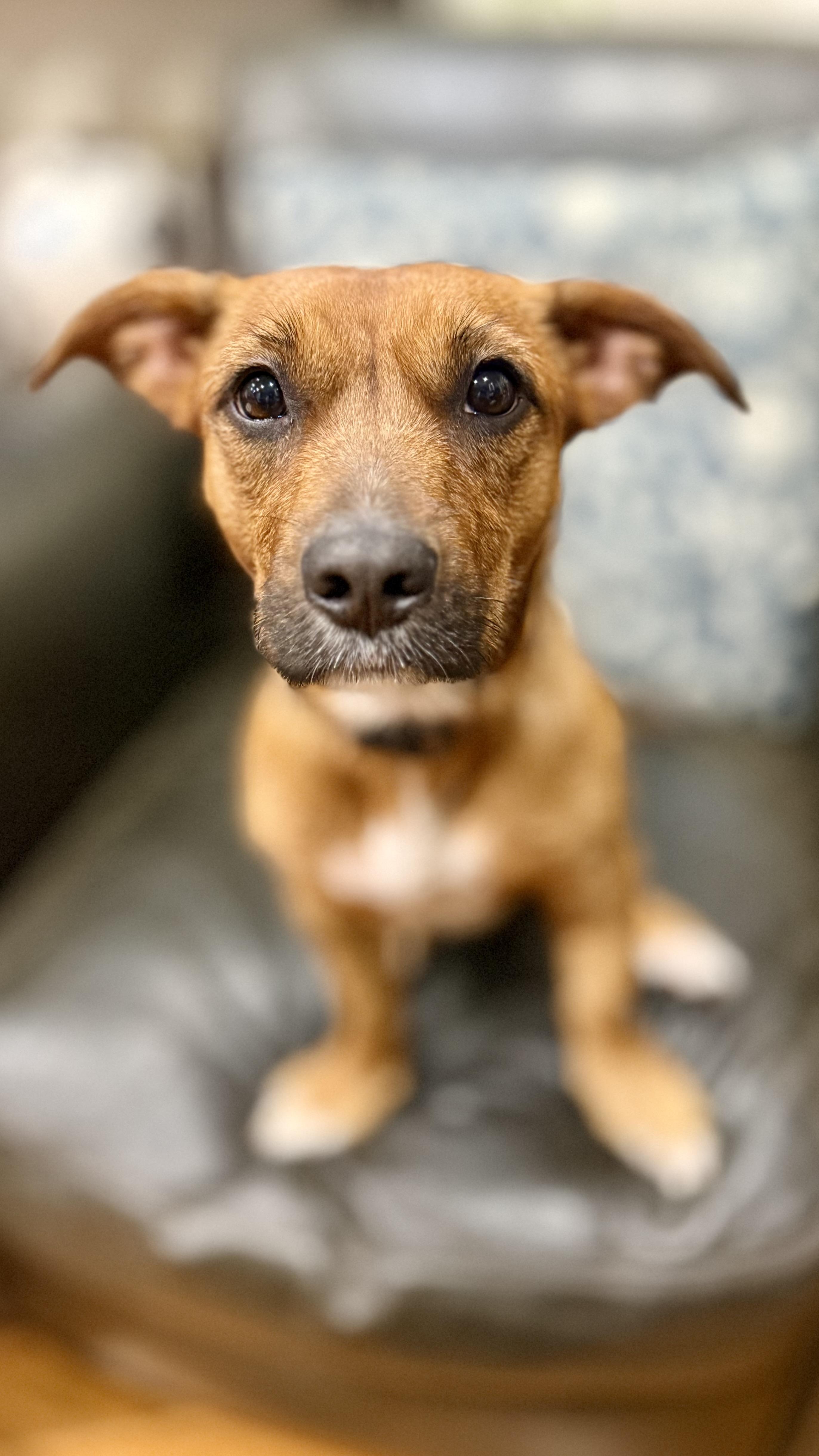 Enlarge Big Red, a Adopted mixed breed in Tomkins Cove, NY image 3/4