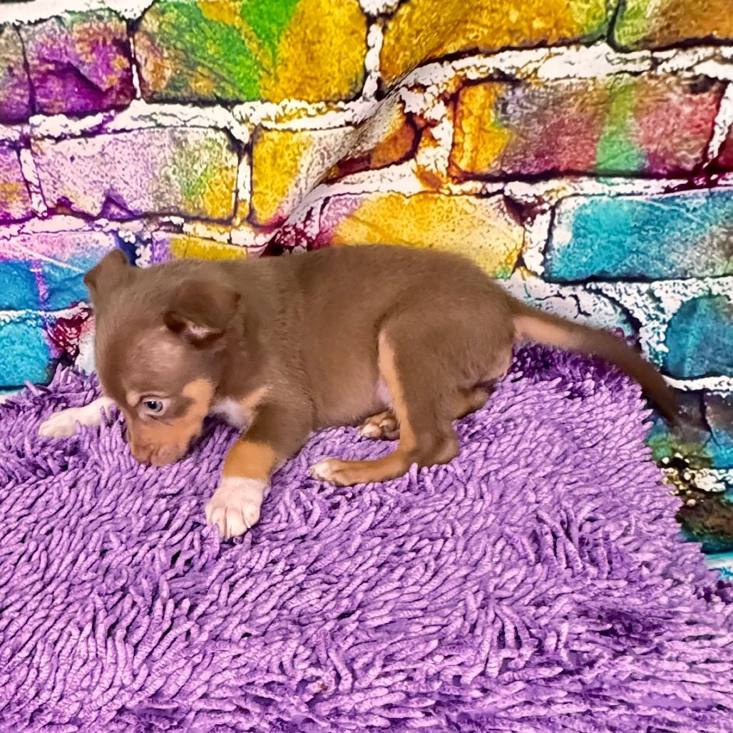 Bowser/Barklee, Adoptable, Puppy Male Mixed Breed.