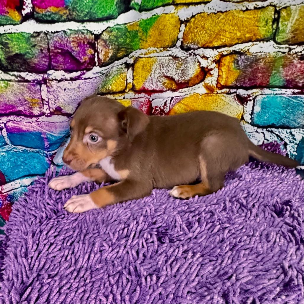 Enlarge Bowser/Barklee, a Adoptable Mixed Breed in Franklin, NC image 3/6